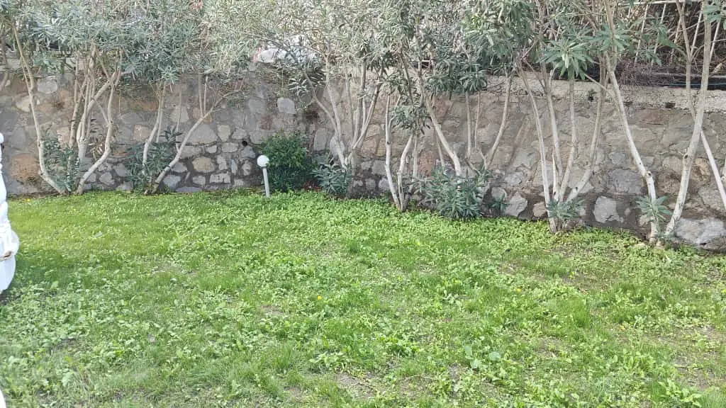 Mature garden